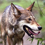 Red wolf