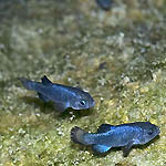Devils Hole pupfish