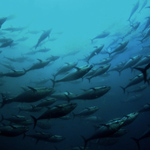 Bluefin tuna