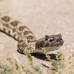 Rattlesnake