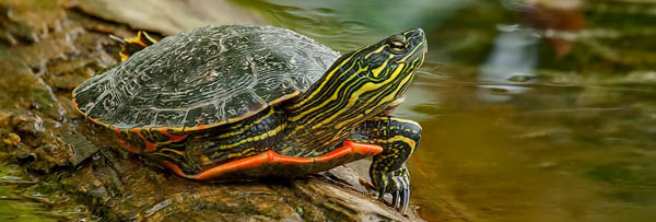 Painted turtle