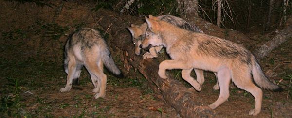 Profanity Peak wolves