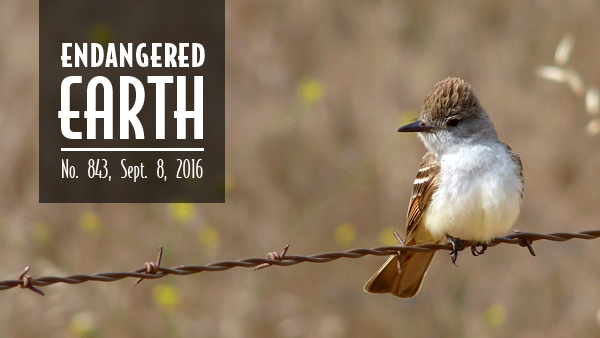Ash-throated flycatcher, Santa Barbara County