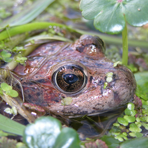 Red-legged frog