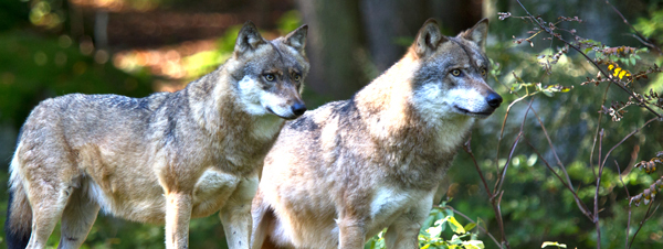 Wolves