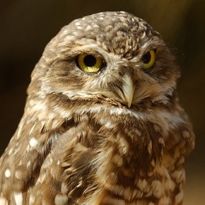 Burrowing owl