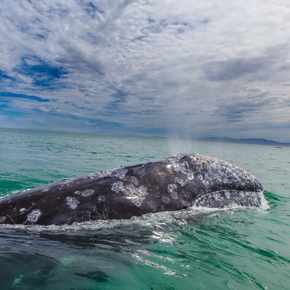 Gray whale