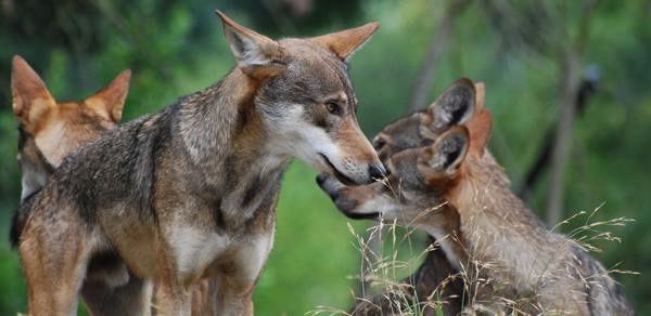 Red wolves and pups