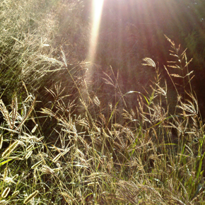 Texas grasses