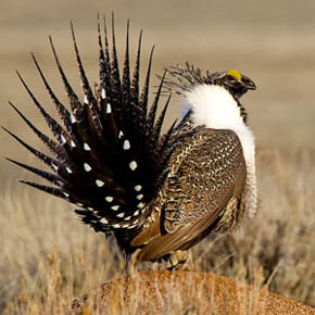Sage grouse
