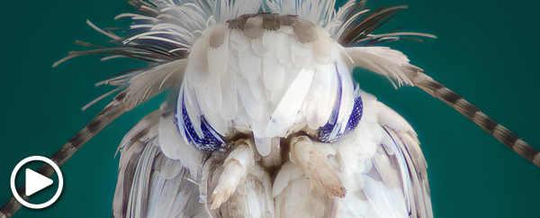 Common clothes moth