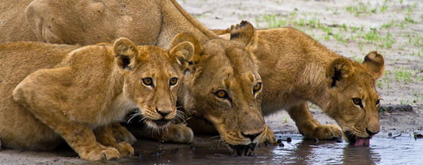 Lions