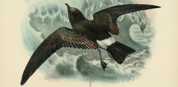 Band-rumped storm-petrel