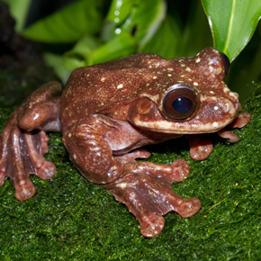 Rabb's Fringe-legged tree frog