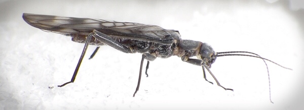 Western glacier stonefly