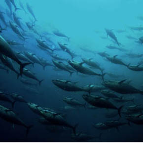 Pacific bluefin tuna