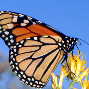 Monarch butterfly
