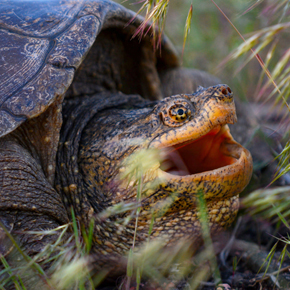 Common snapping turtle