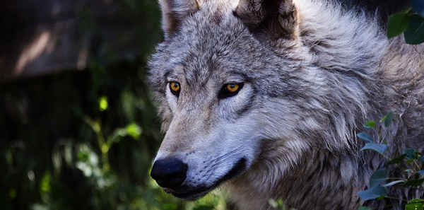 Wolf