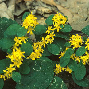 White-haired goldenrod
