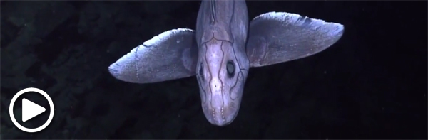 Chimaera