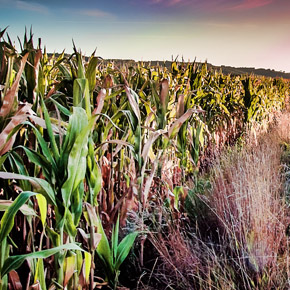 Cornfield