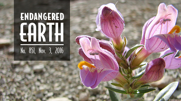 Graham's beardtongue