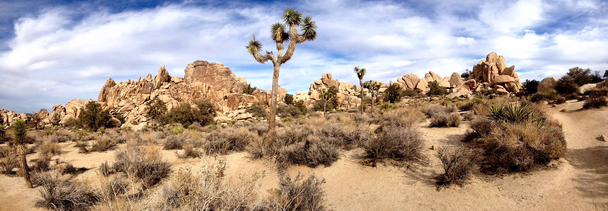 Joshua Tree
