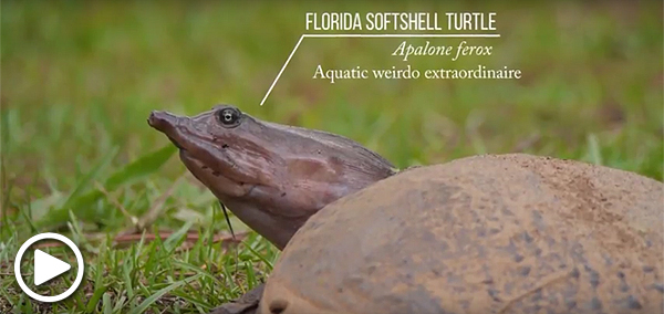 Florida softshell turtle