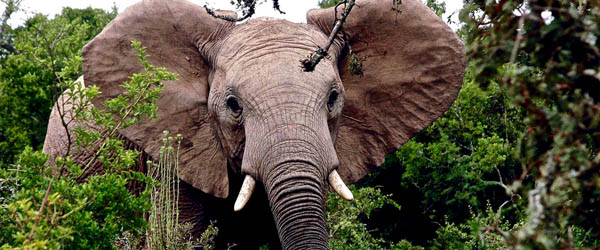 African forest elephant