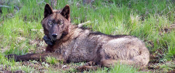 OR-25 wolf
