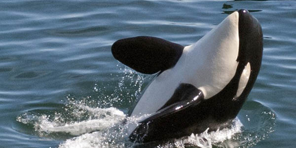 Southern Resident killer whale