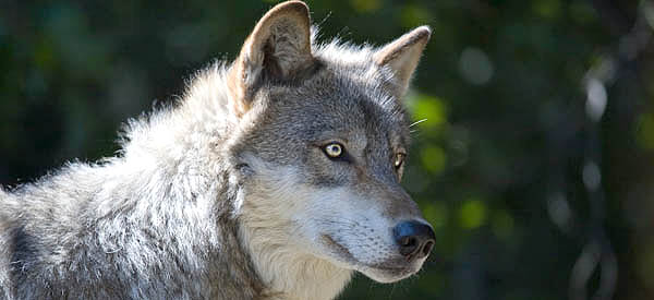Gray wolf