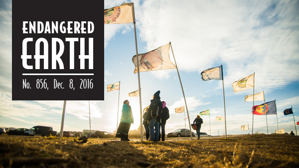 Oceti Sakowin camp