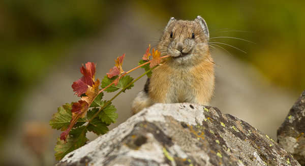 Pika