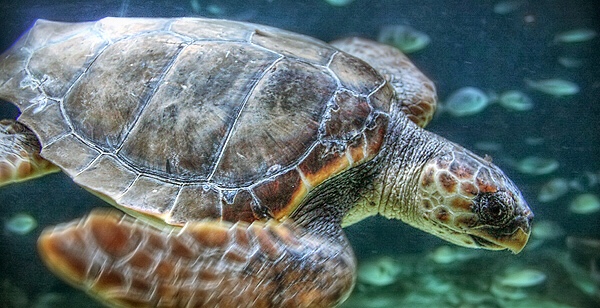 Sea turtle