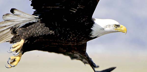 Bald eagle