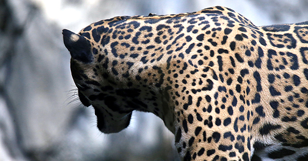 Jaguar