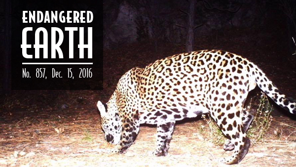 New Arizona jaguar