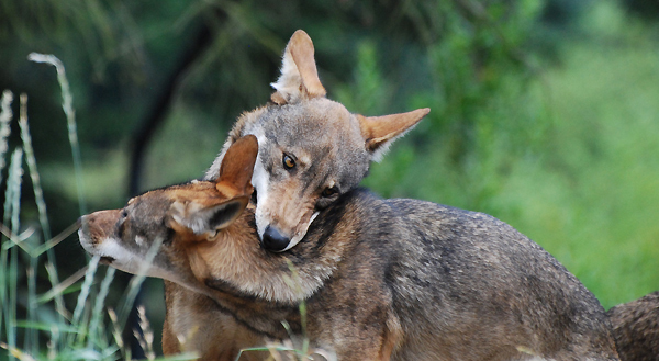 Red wolf pups