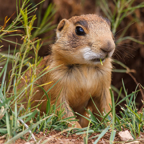 Utah prairie dog pup