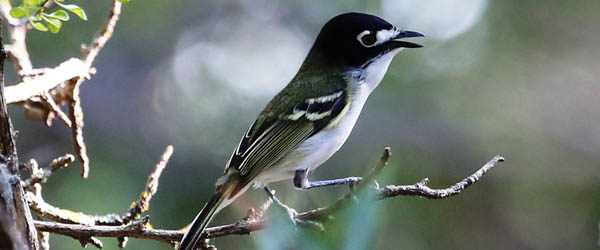 Black-capped vireo