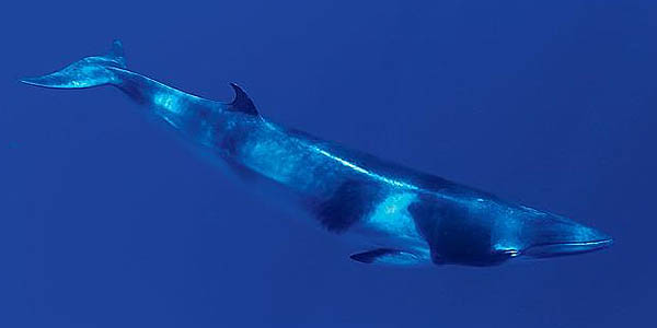 Dwarf minke whale