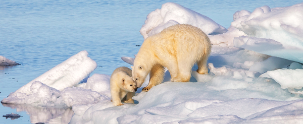 Polar bears