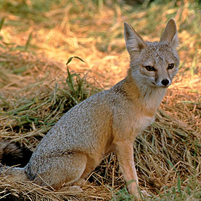 San Joaquin kit fox