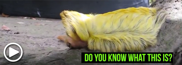 Trumpapillar