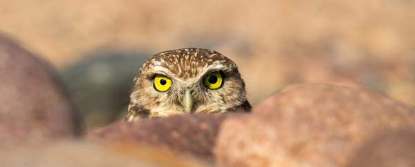 Burrowing owl