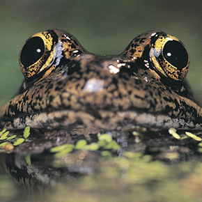California red-legged frog