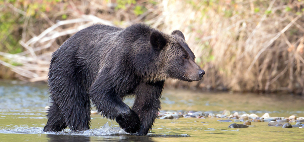 Grizzly bear