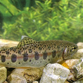 Steelhead trout